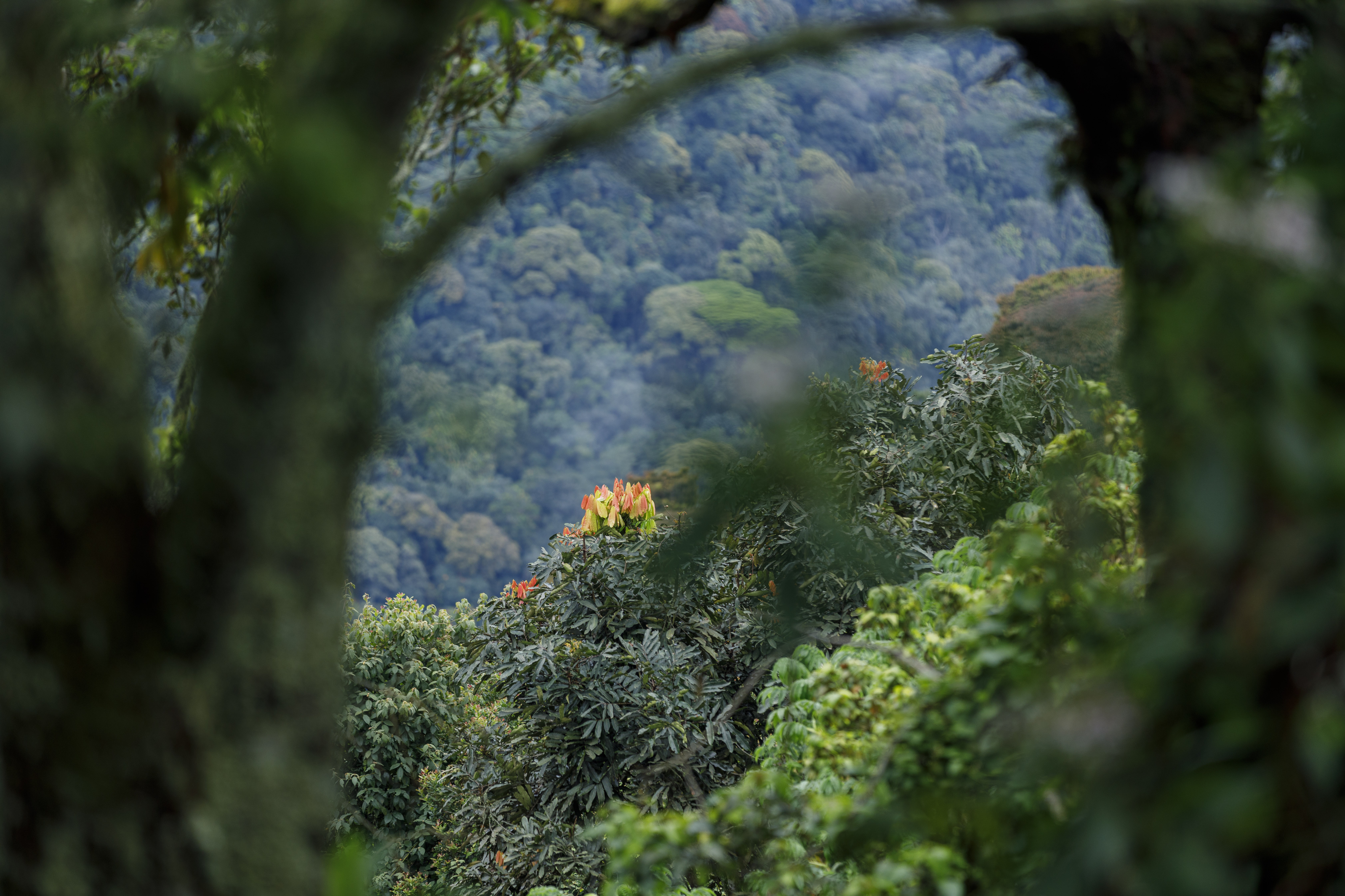 Photo: Nyungwe National Park, Rwanda