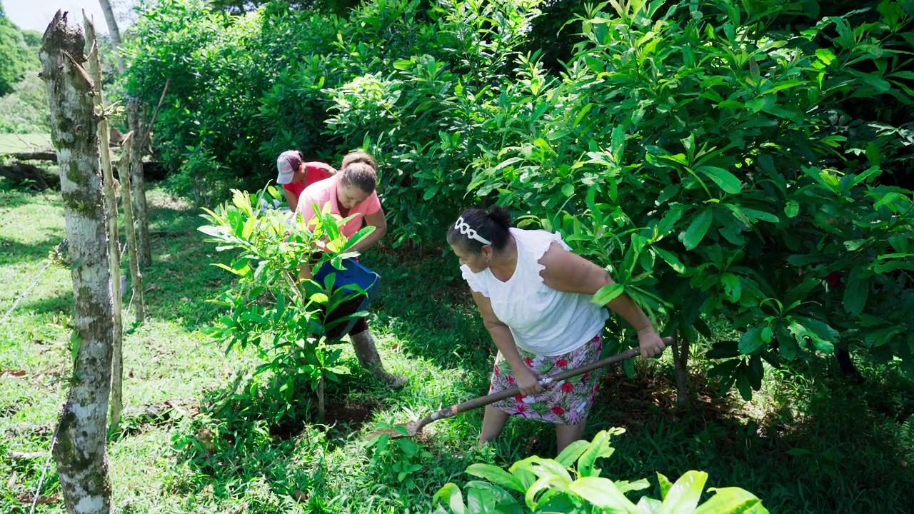 How a Crowdfunding Campaign in Costa Rica Raised US$1.8 Million to Restore a Forest and Create Hundreds of Green Job