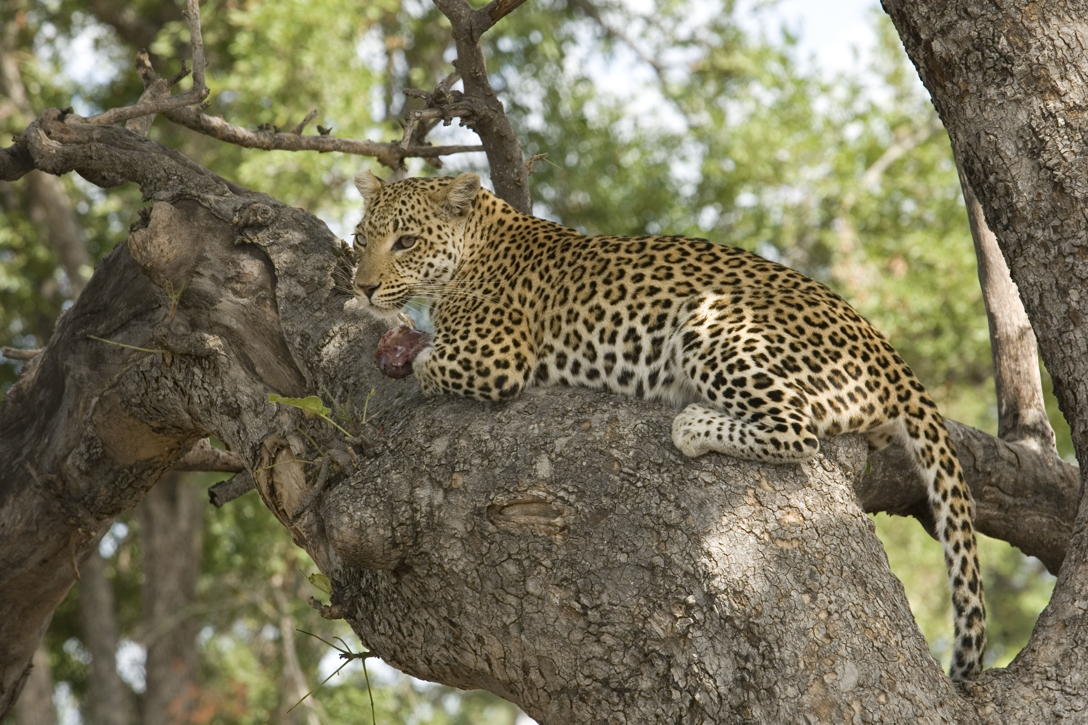 Photo credit: Department of Wildlife and National Parks of Botswana 