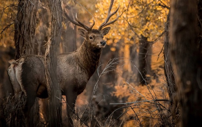 Uzbekistan launches biodiversity finance plan 