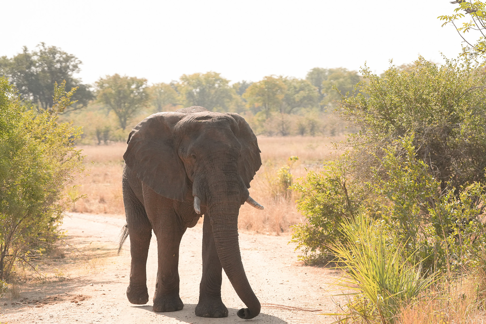 Wildlife conservation is crucial for a sustainable future and can help strengthen livelihoods in communities that share the same habitat.