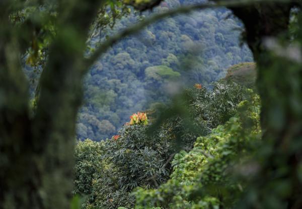 Photo: Nyungwe National Park, Rwanda