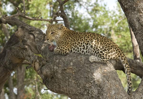 Photo credit: Department of Wildlife and National Parks of Botswana 