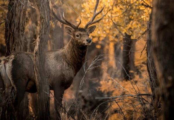 Uzbekistan launches biodiversity finance plan 