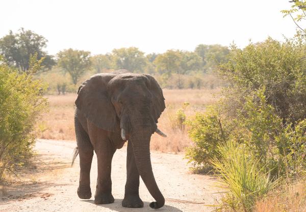 Wildlife conservation is crucial for a sustainable future and can help strengthen livelihoods in communities that share the same habitat.